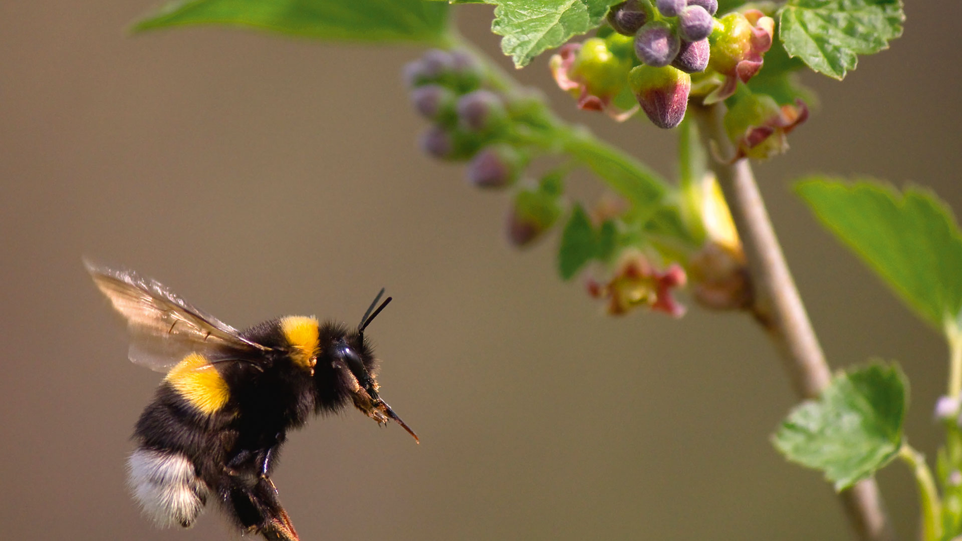Bionik: Von der Natur lernen